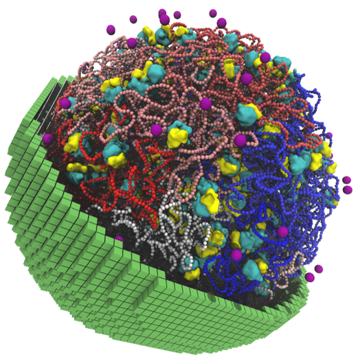 Model made with Lattice Microbes