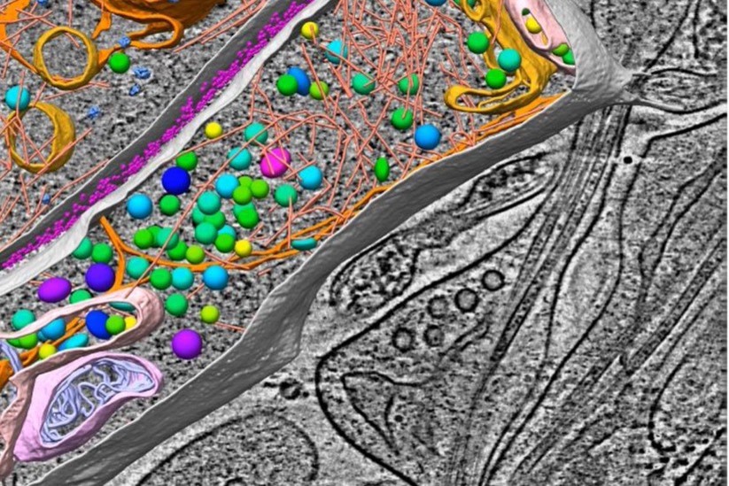 Yeast model